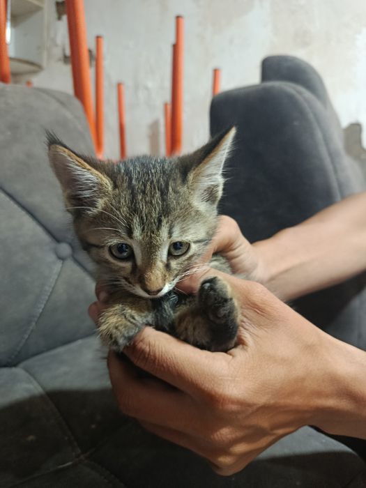 Mushuk beriladi tekinga faqat boradiganlar uchun