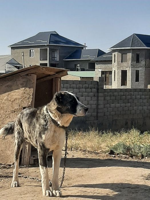 Алабама ит ойнап тұр ит