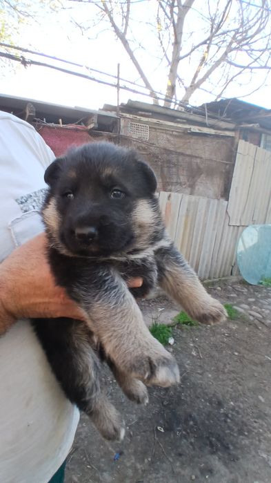 Ценок немецкая овчарка 1 месяц готов на продажу 150$