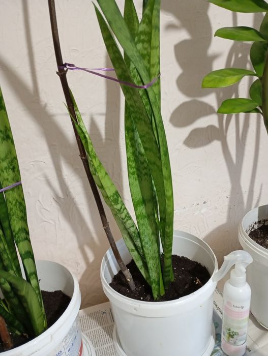 Продам  цветы всё по 5000