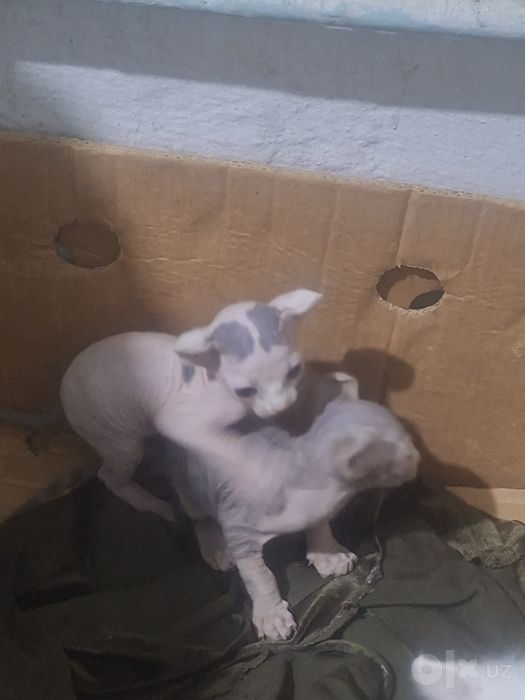 Mushuk bollari . 1.5 oyli