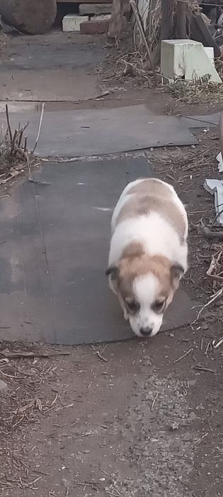 Ищем дом для щеночка!