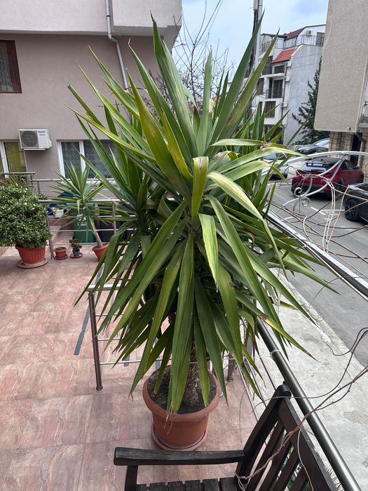 Цвете Юка Yucca elephantipes