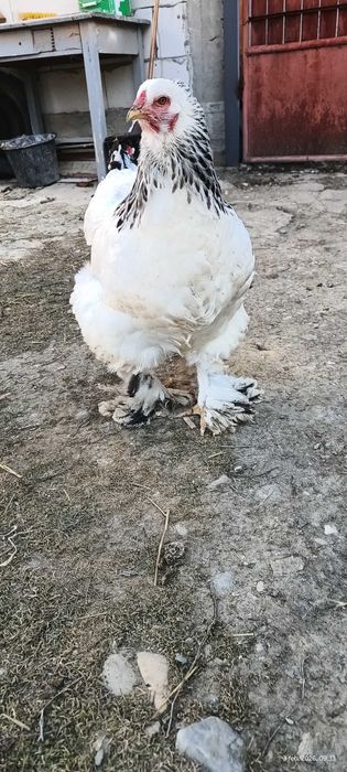 Ouă incubat Brahma HD