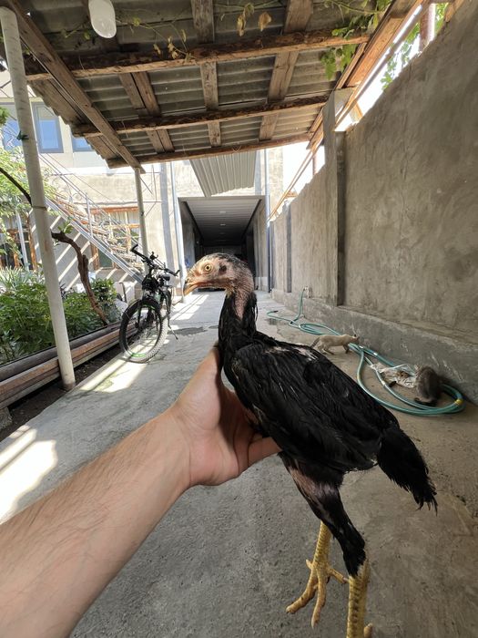 Dakan jojalar may oyini oxirida ochilgan