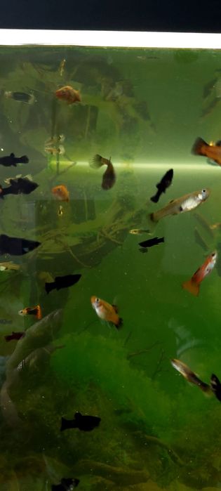 Продам мальков подрощенных
