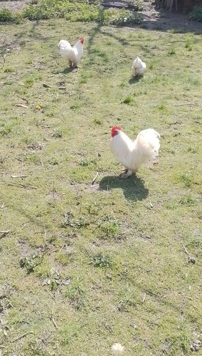 Vand gaini pitice si bibilici