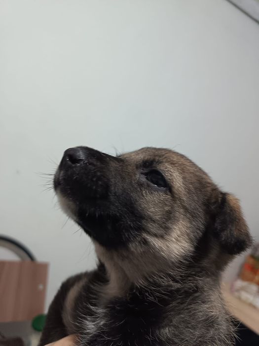 Одам девочку щенок 1,5 месеца