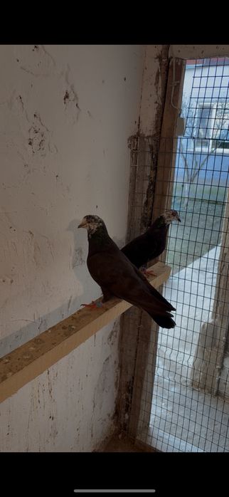 Белоголовые бакинцы