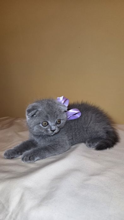 Puiuți Scottish Fold/Straight