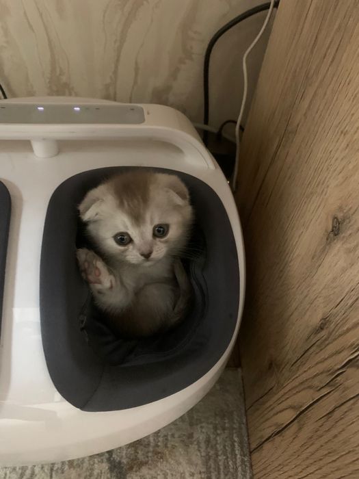 Продам котеночка