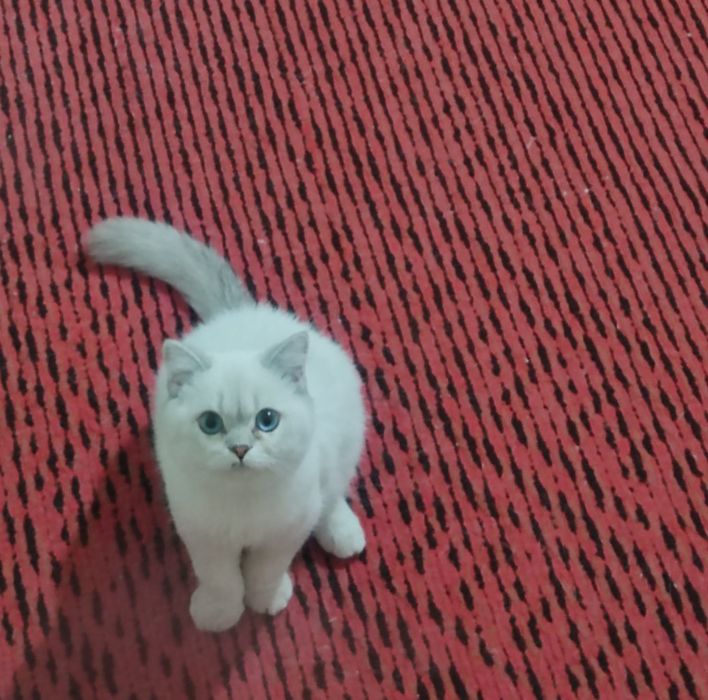 Продается Кобби синеглазка 9 месяцы  малчик