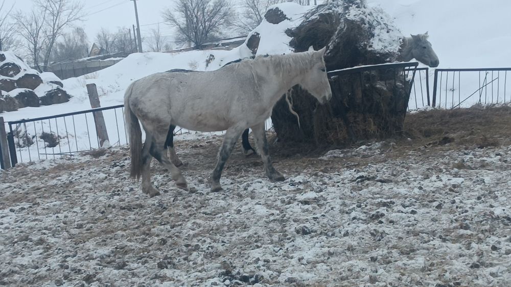 Полятяж кабылы яловы