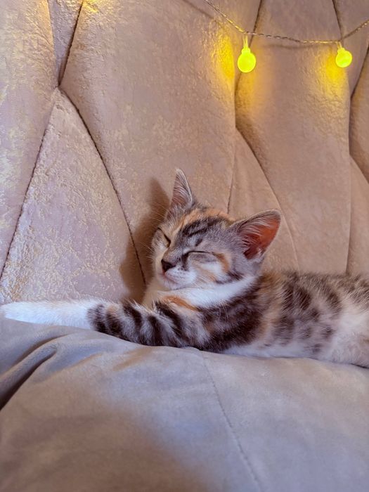 Отдам котенка в добрые руки