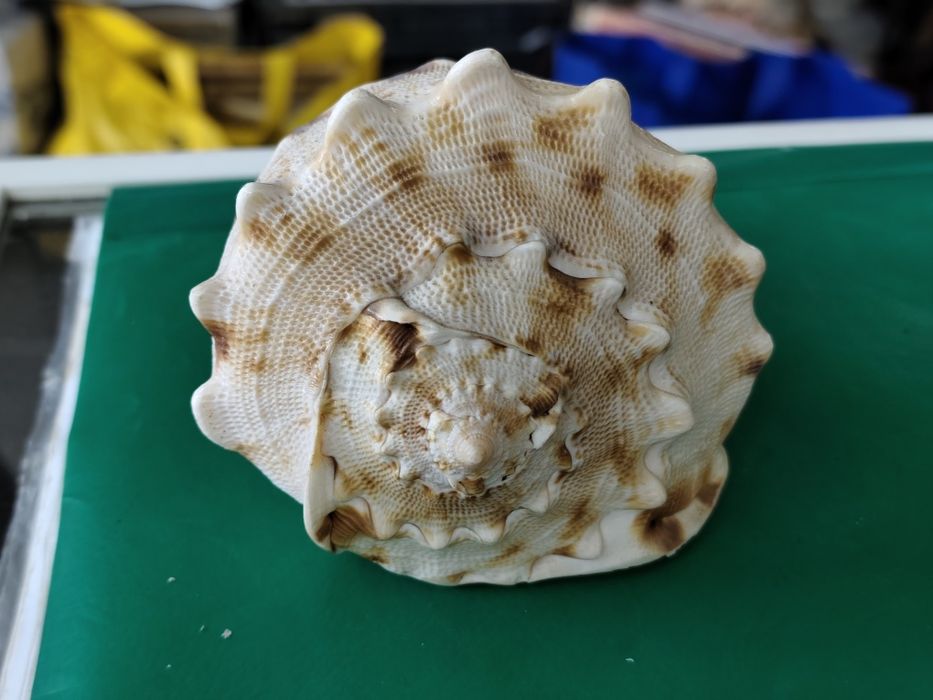 Рапан мида корал декорация