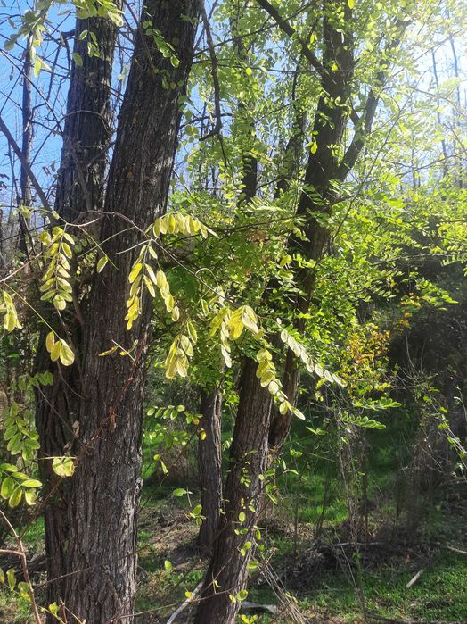 Bustean de salcâm de vinzare 300 metri cubi