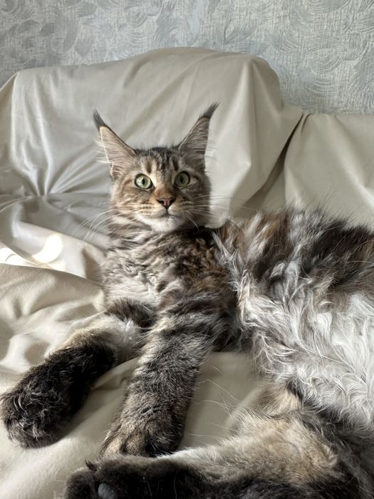 Котята Мейнкуны!