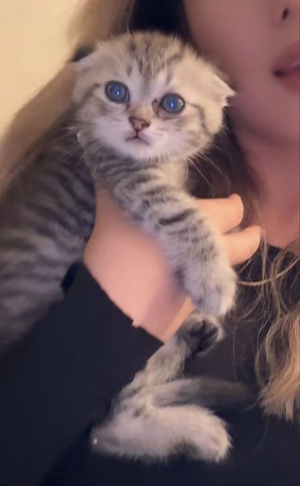 Шотландский котенок 30к