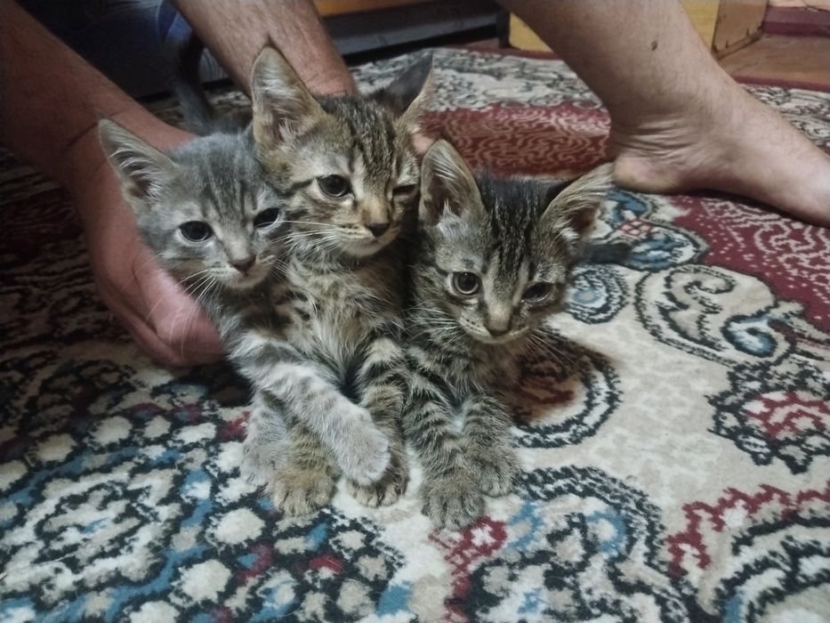 Отдам котят два мальчика и одна девочка