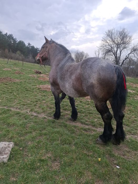 Vând două iepe murga 4 ani