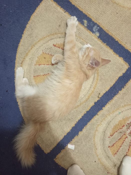 Отдам даром кота