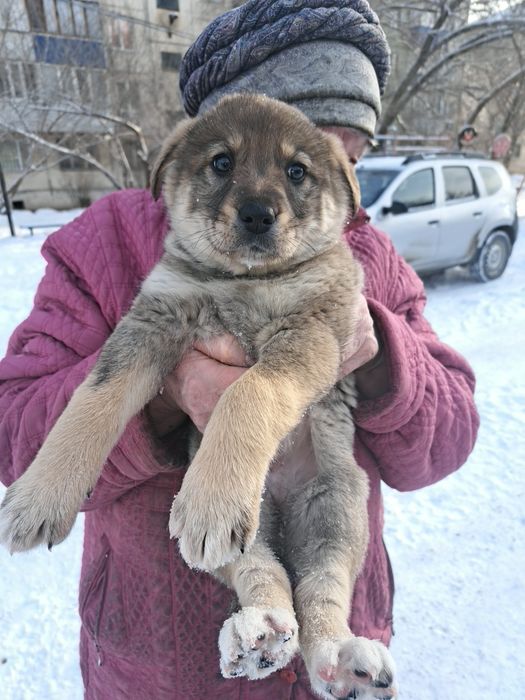 Отдам щенков в добрые руки