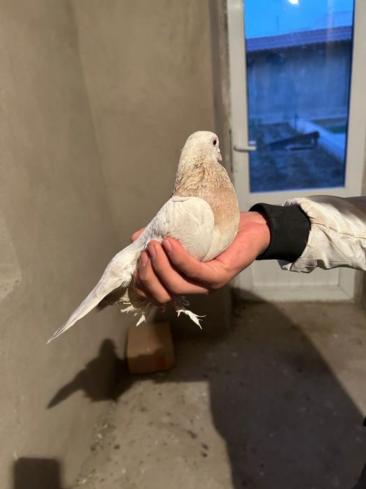 Голуб 6.000 голуби кептер