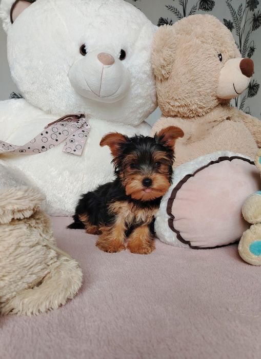 Йоркширски териер, мини