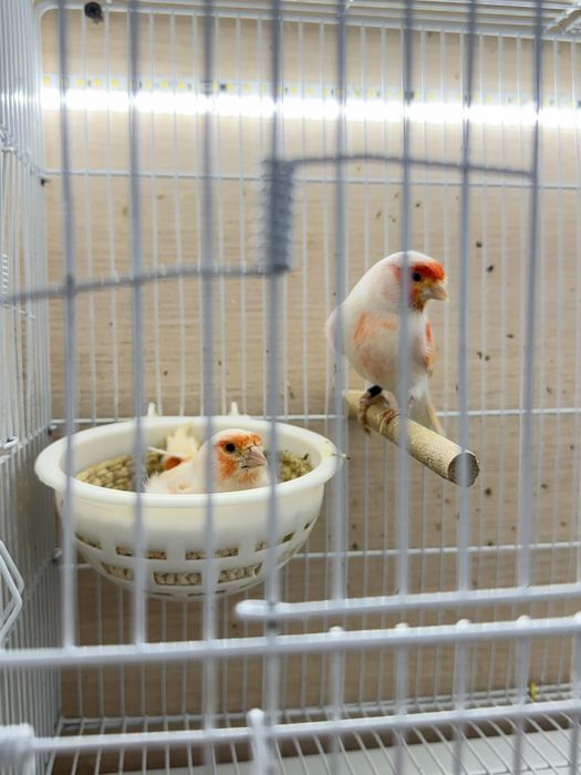 Продам канарейки