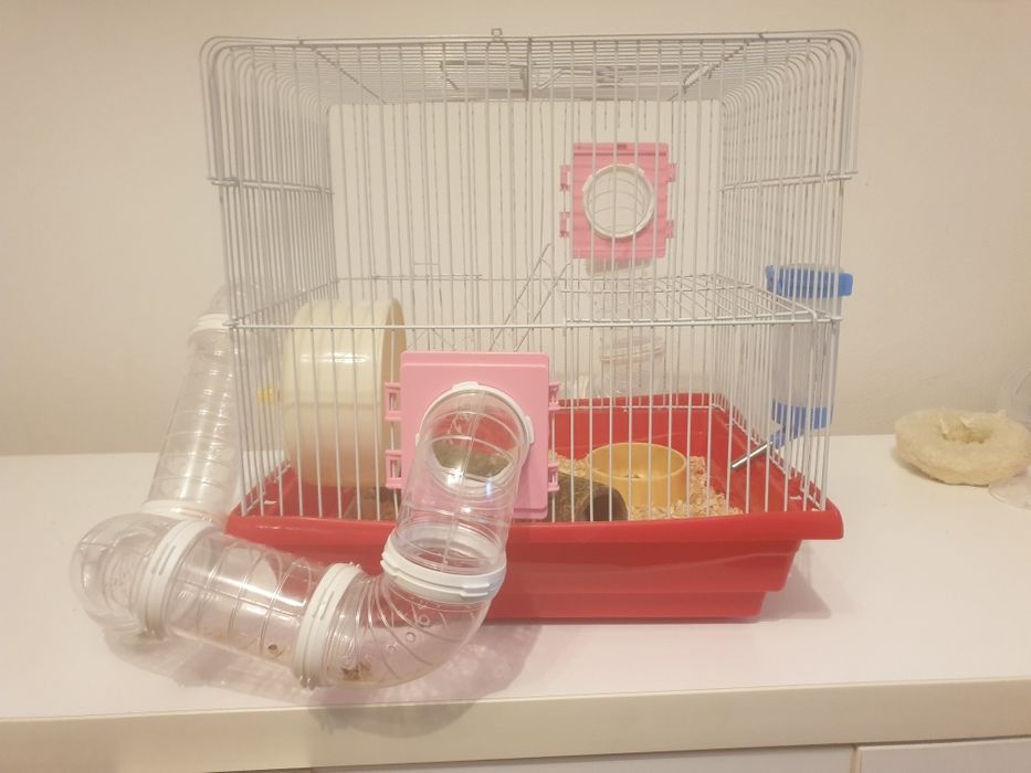 hamster alb cu ochi negri are 9luni si este fetița  este rasa hamster pitic si este dragalas este cuminte si este energic noaptea si ziua este energic