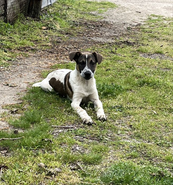 Джак ръсел кученце