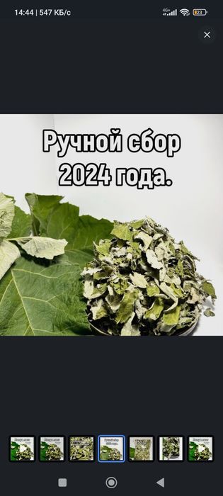 Чай из листа лопуха