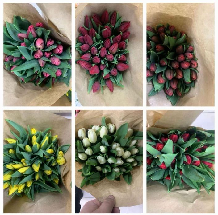 Тюльпаны оптом по очень 450 тг