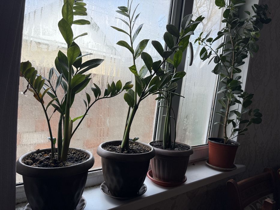 «долларовое дерево»