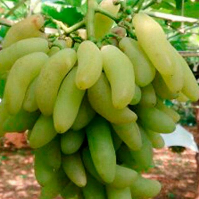 Виноград бананчик розовый описание сорта фото Виноград бананчик розовый описание сорта фото