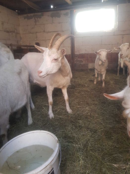 Vand capre foarte bune