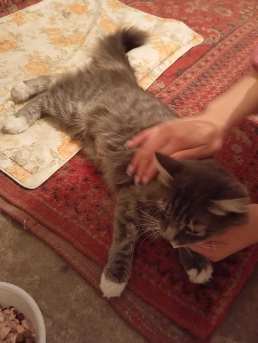 Кошка в добрые руки