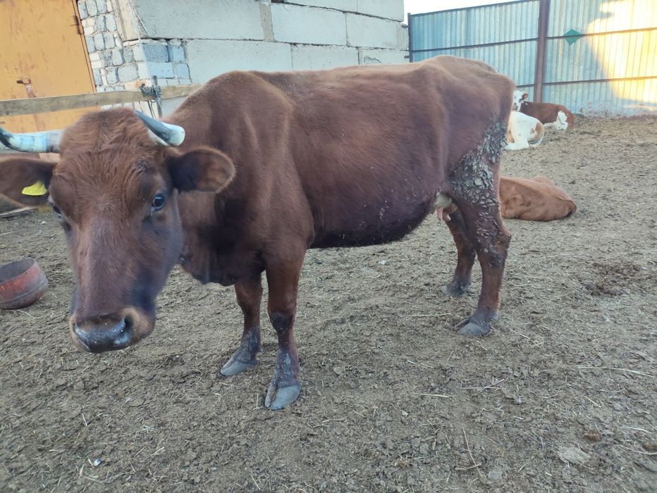 Продам корову. Стельная.