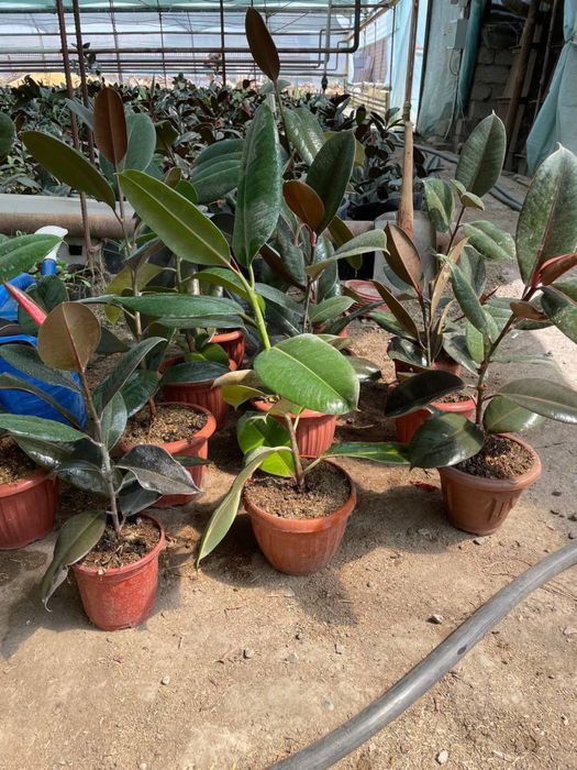 Fikuslar sotiladi ( uy va ofis uchun) Фикус