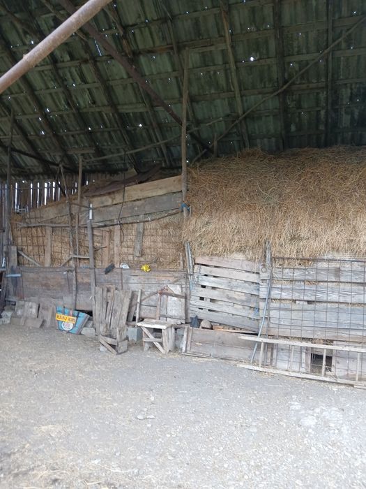 Fan de vanzare 4 baloti si restul vrac