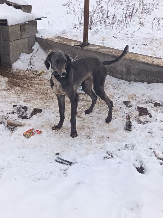 Тазы кушык сатылады