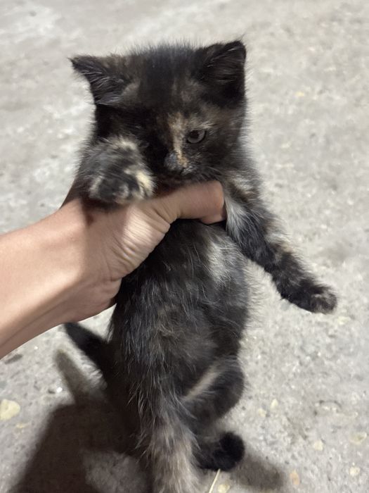 Отдам котика в хорошие руки