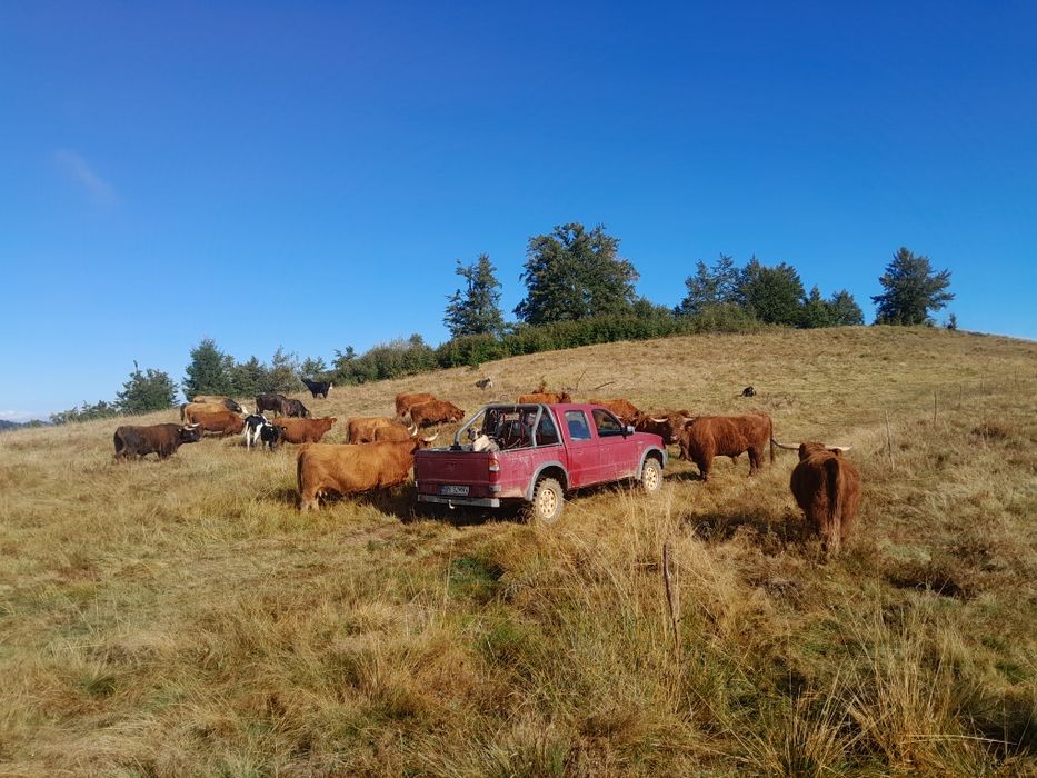 Vând Vaci de rasă Higland .