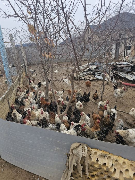 Қораздар сатылады