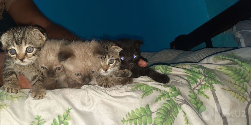 Вислоухие котята