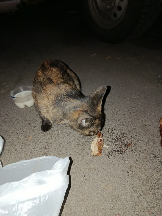 Кошка с котятами