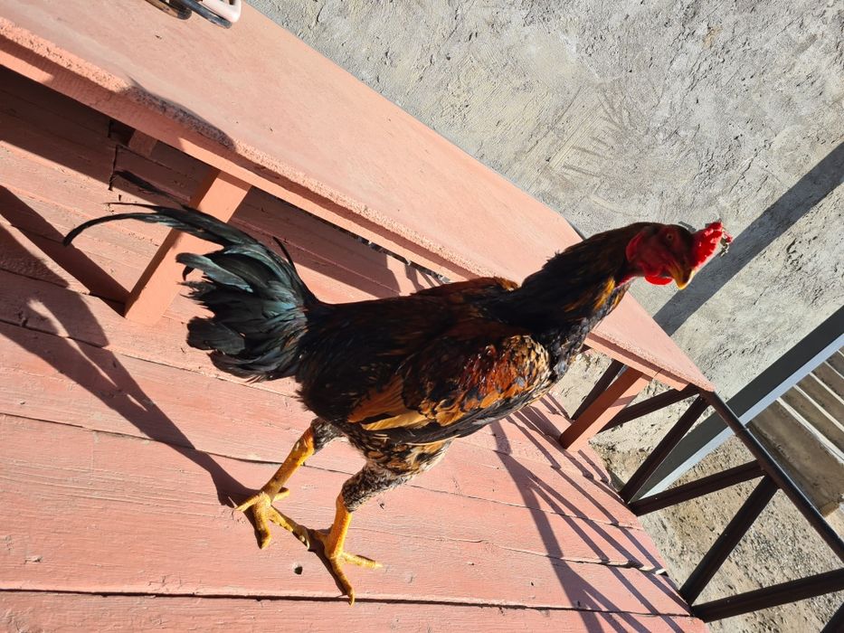 Продается бойцовый петух !