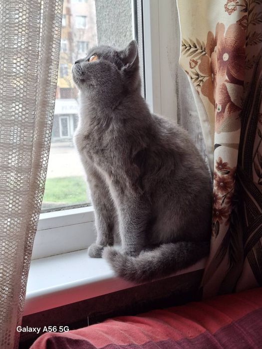 Котка женска котка