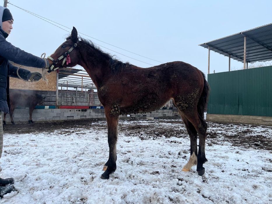 Жабағы жеребенок