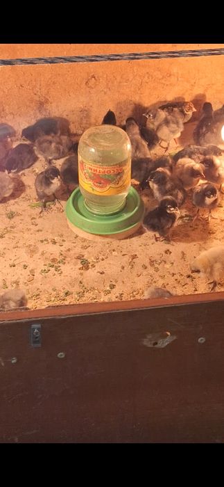 Австролп балапандары